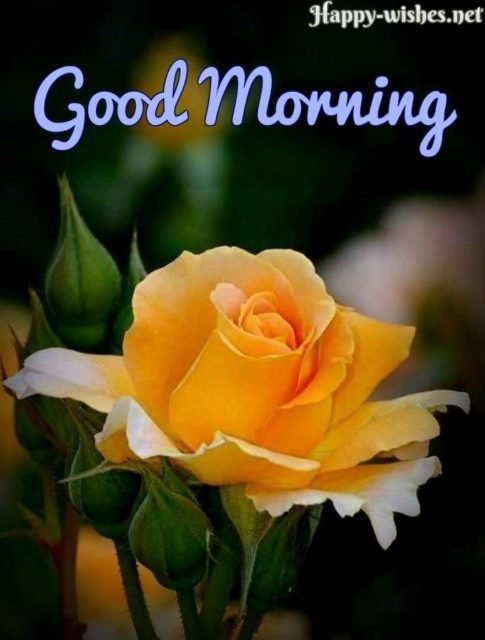 Yellow Rose Good Morning 2