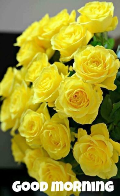 Yellow Rose Good Morning 3