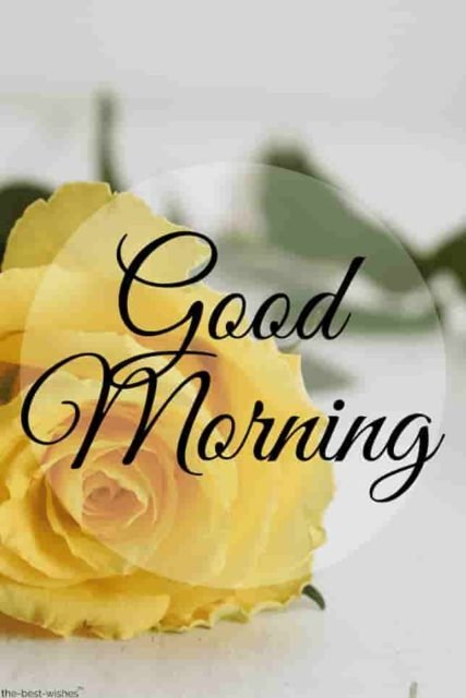 Yellow Rose Good Morning