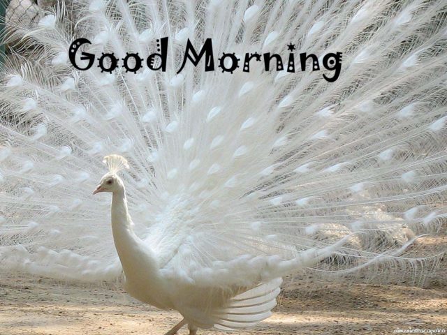 585004511 Have A Great Morning Wishes With Peacock1