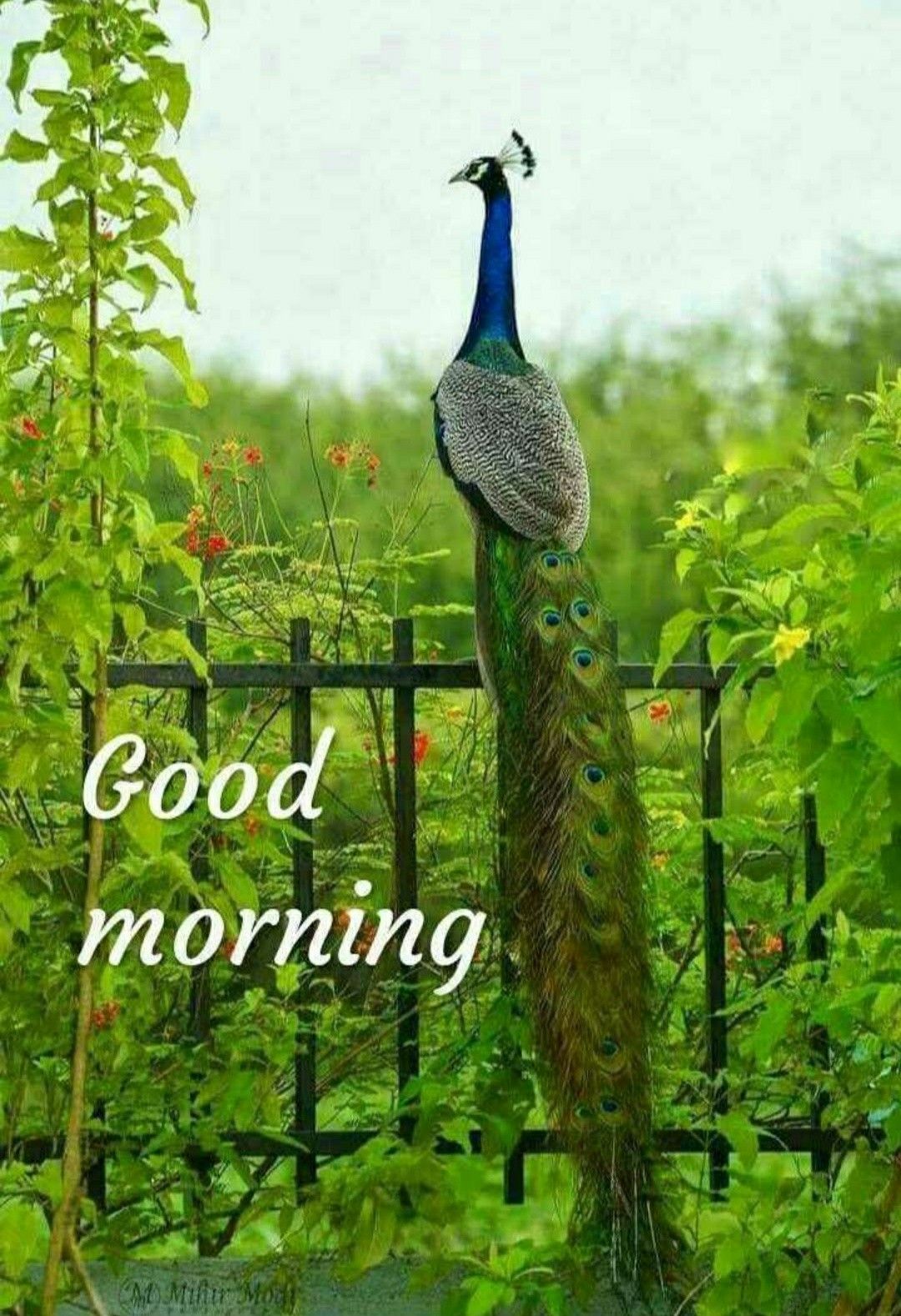 Top 999+ good morning peacock images – Amazing Collection good morning peacock images Full 4K