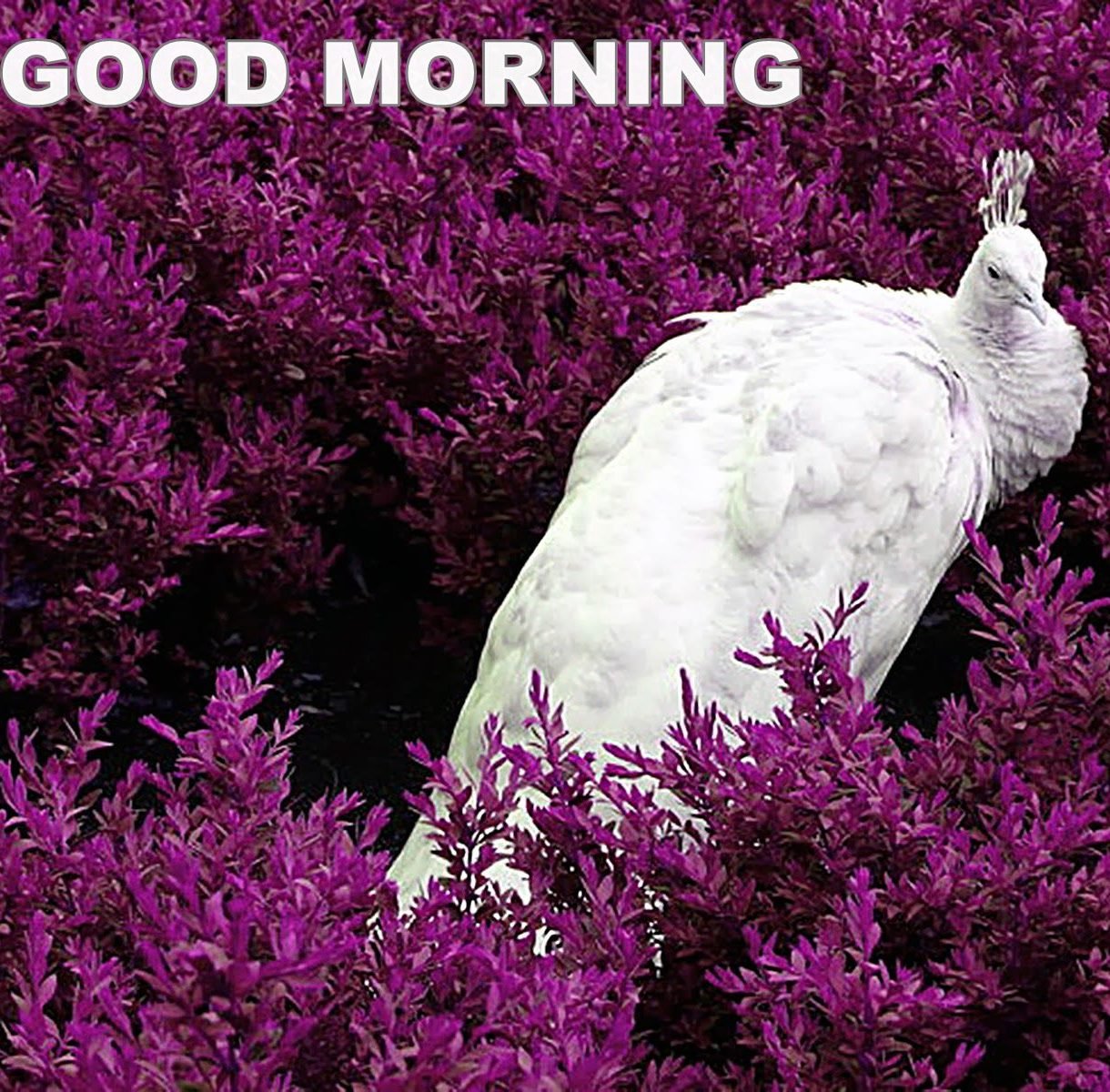 30+ Good morning Peacock Images & Wishes - Good Morning Wishes