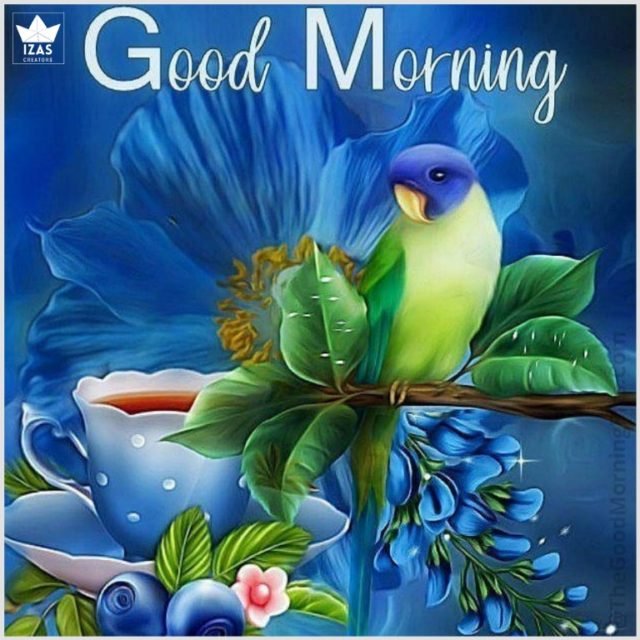 Good Morning Peacock Photos 12