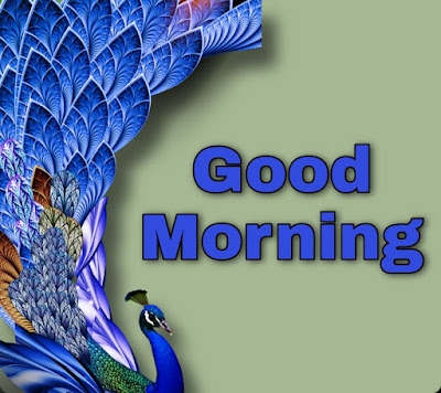 Good Morning Peacock Photos 4
