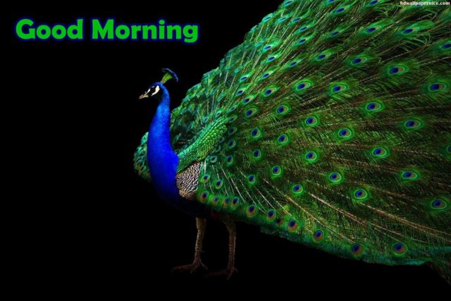 Good Morning Peacock Photos 5