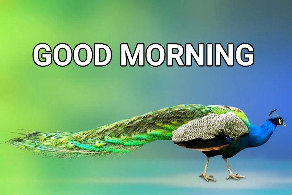 30+ Good morning Peacock Images & Wishes - Good Morning Wishes