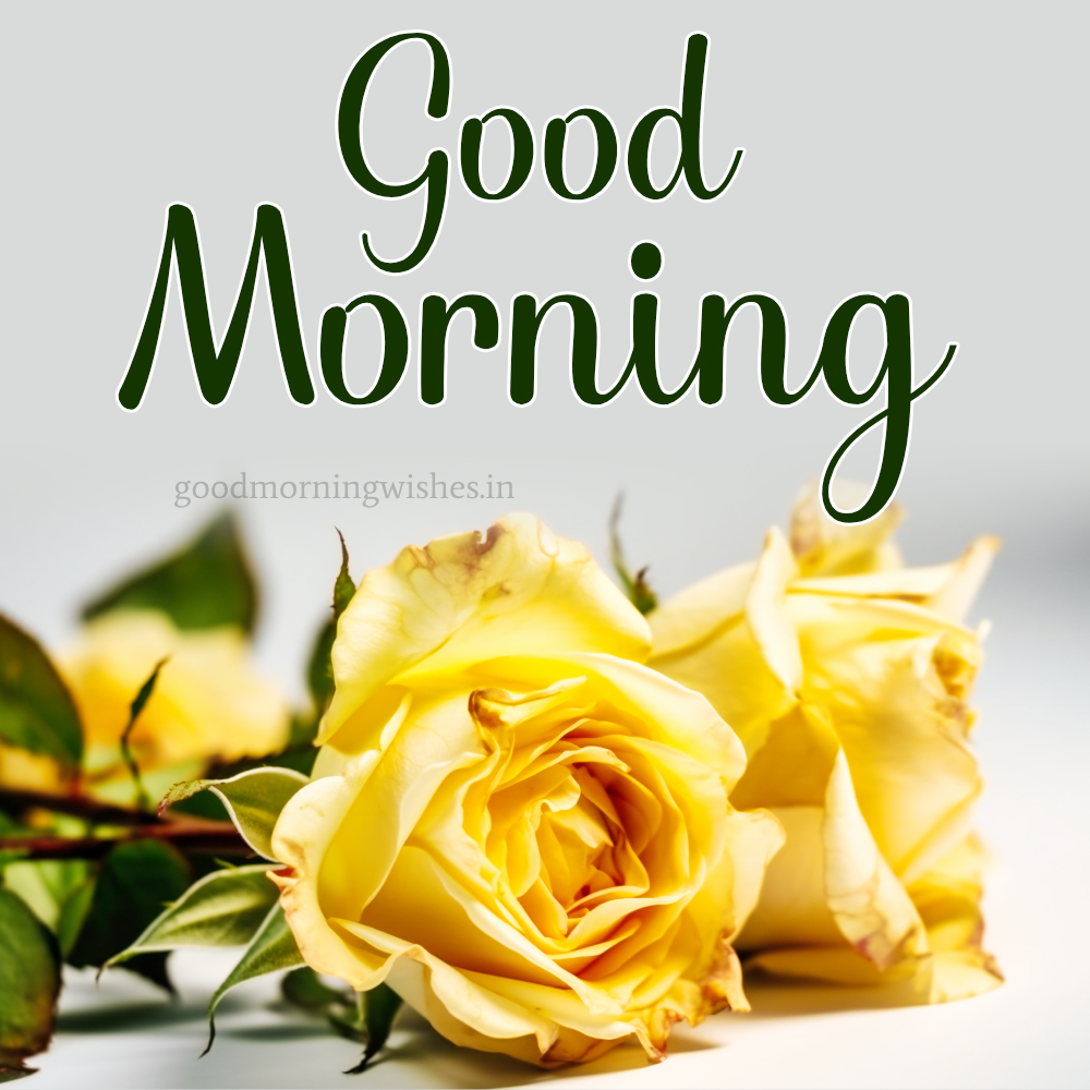 Yellow Rose Good Morning Images