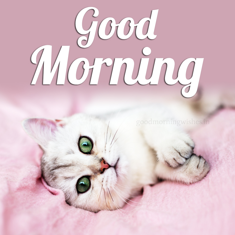 Good Morning Cat And Kitten Images and Gifs