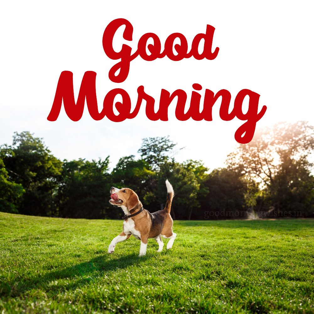 Good Morning Dog And Puppy Images & Gifs
