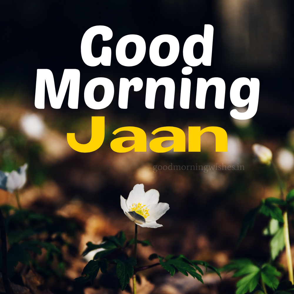 Good Morning Jaan Wishes, Messages and Images