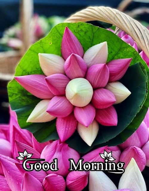 Good Morning Lotus Images