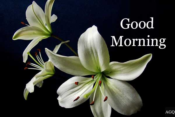 good morning images lotus flower