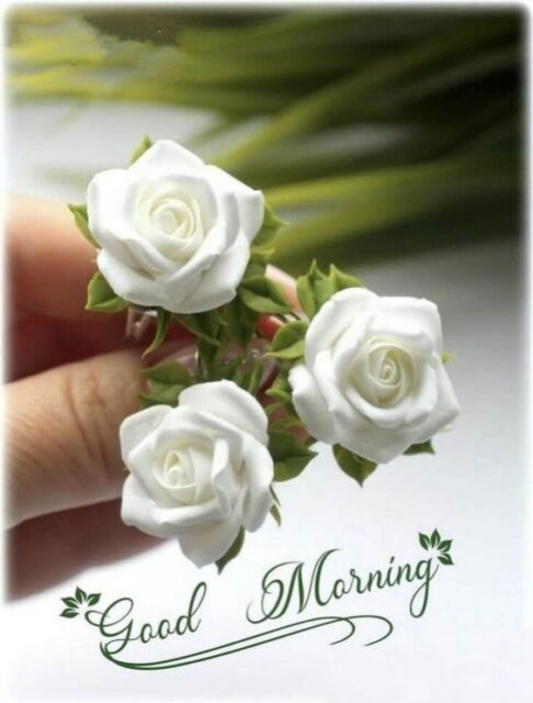 good morning images white rose 