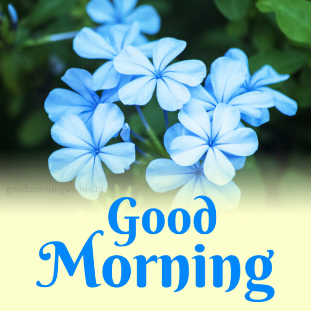 Good Morning Blue Flowers Pictures