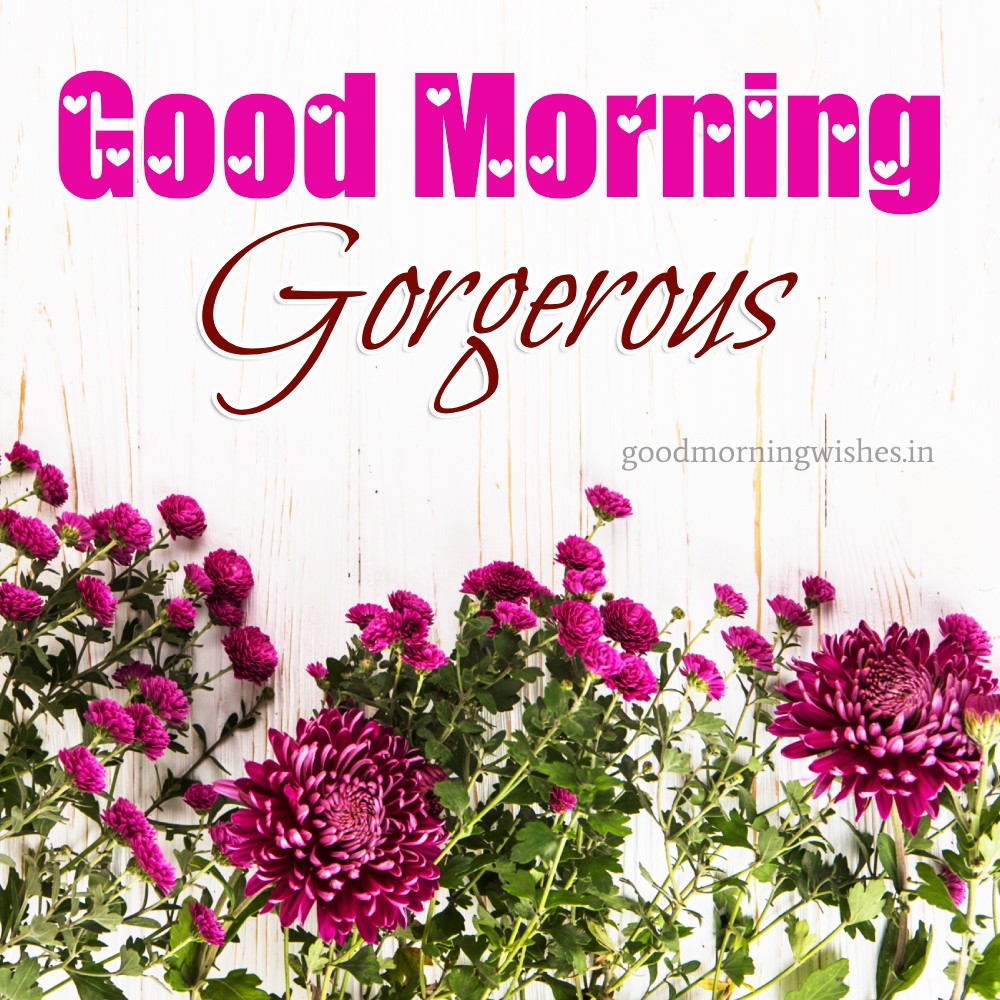 Good Morning Gorgeous Images