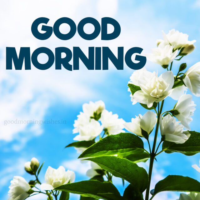 Good Morning Jasmine Flowers Pictures