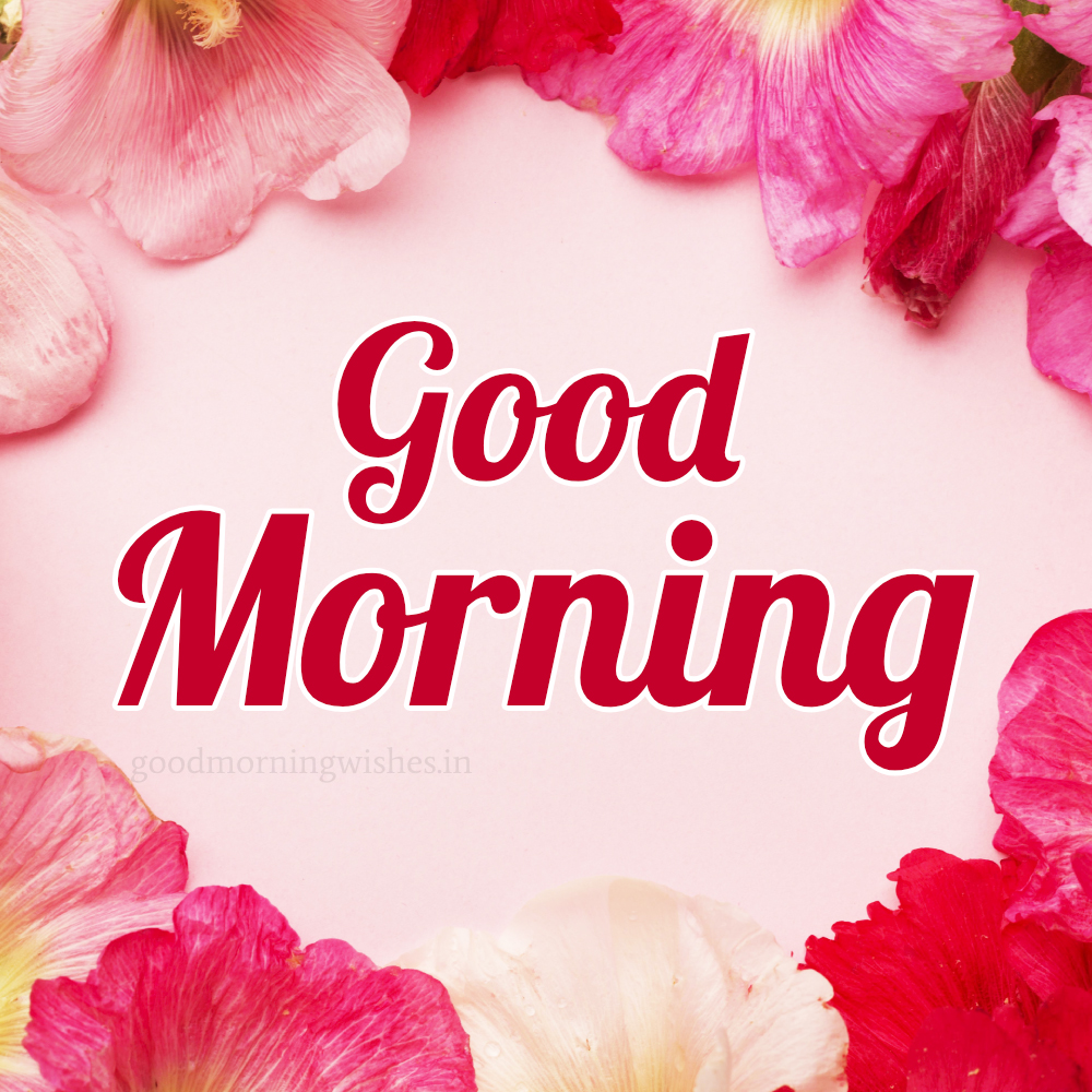 Good Morning Pink Flowers Images