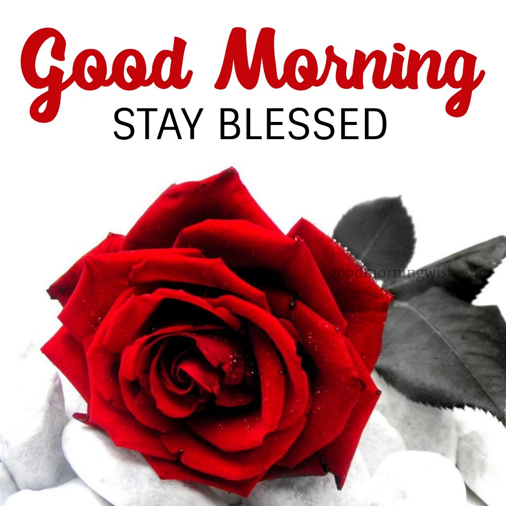 Good Morning Red Rose Images