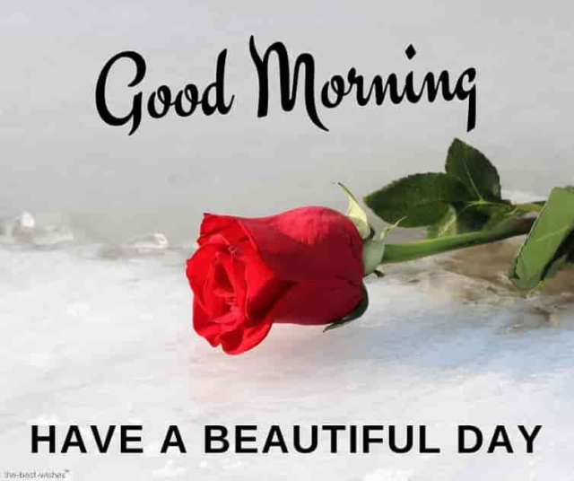good morning images red rose