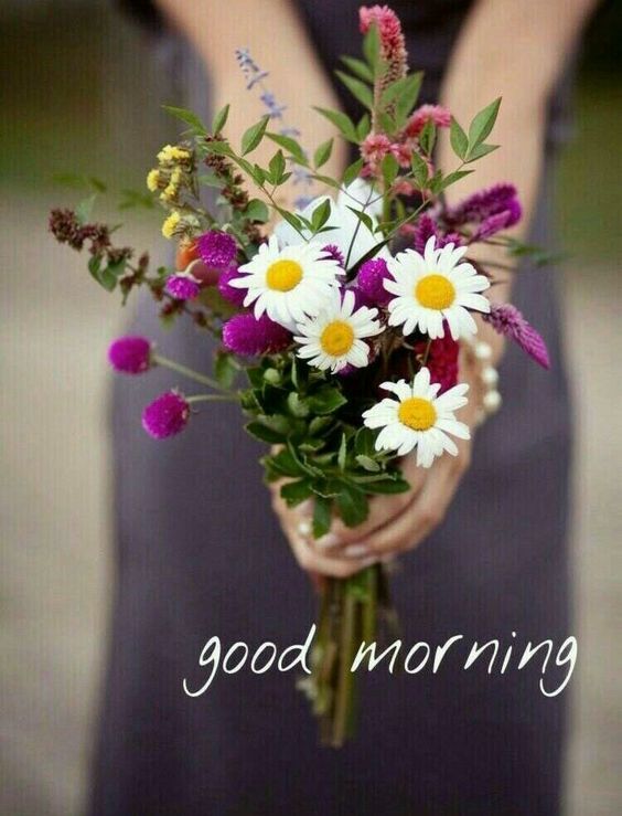 Good Morning Daisy Flower Images